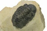 Bargain, Reedops Trilobite - Atchana, Morocco #287409-1